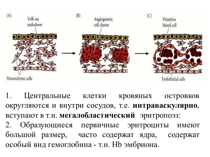 1. Центральные клетки кровяных островков  округляются и внутри сосудов, т.е. интраваскулярно, вступают в
